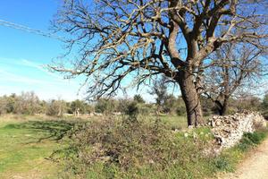 Terreno di 2184 m² a Santeramo in Colle