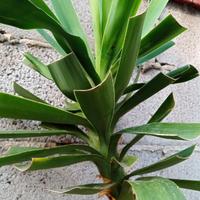 Tronchetto della felicità