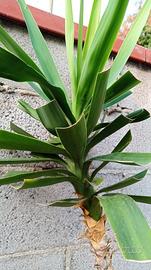 Tronchetto della felicità