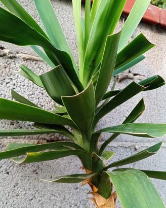 Tronchetto della felicità