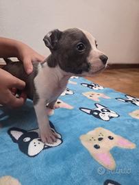 Cucciolo amstaff blu maschio