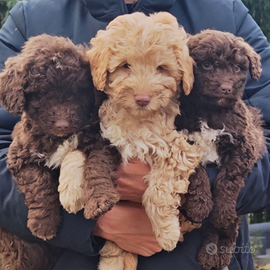 Cuccioli di perro de agua