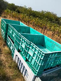 Bins per olive