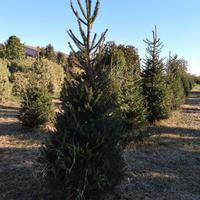 Abeti naturali per un Natale autentico