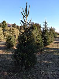 Abeti naturali per un Natale autentico