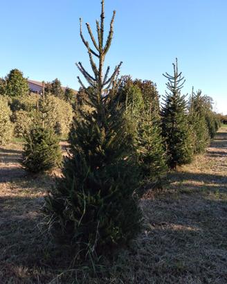 Abeti naturali per un Natale autentico