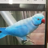 Parrocchetto dal collare