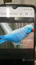 Parrocchetto dal collare