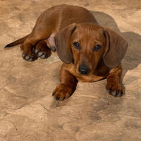 Cuccioli di bassotto