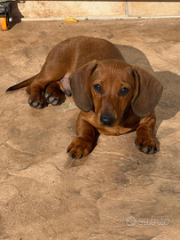 Cuccioli di bassotto