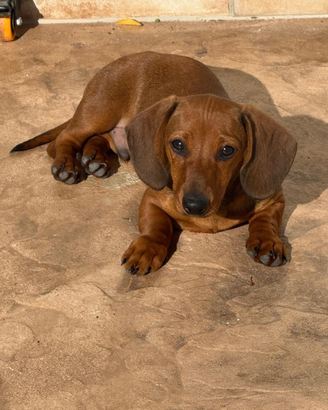 Cucciolo di bassotto