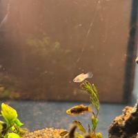 Play - Pesci per acquario