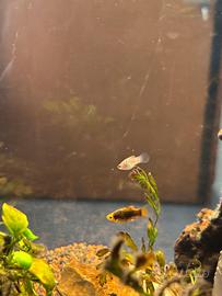 Play - Pesci per acquario