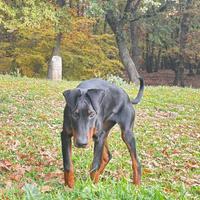 Cucciola di Dobermann femmina 10 mesi