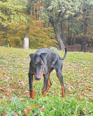 Cucciola di Dobermann femmina 10 mesi