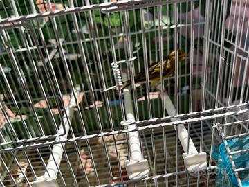 Animali