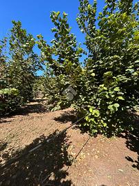 TER. AGRICOLO A CIVITA CASTELLANA