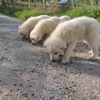 Cuccioli maremmano