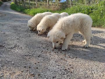 Cuccioli maremmano