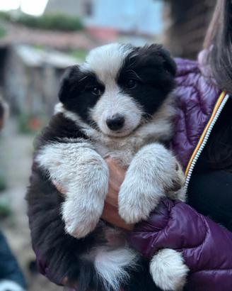 Border collie