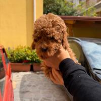 Barboncino Mini Toy Red