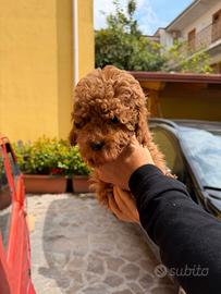 Barboncino Mini Toy Red