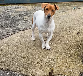 Jack russell