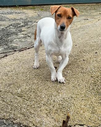 Jack russell