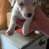 Cuccioli jack russell puro