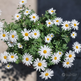 Pianta di margherite in testa grazie