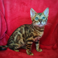 Bengal cuccioli con pedigree 3 mesi