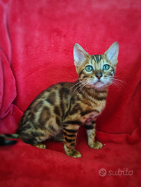 Bengal cuccioli con pedigree 3 mesi