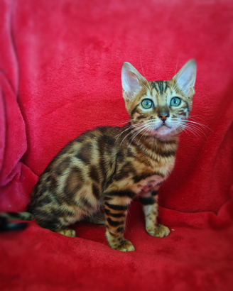 Bengal cuccioli con pedigree 3 mesi