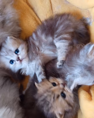 Cuccioli- gatti- gattini- persiani