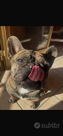 Bulldog francese disponibile per monta