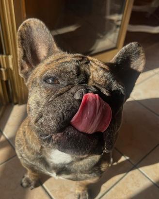 Bulldog francese disponibile per monta