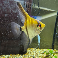 Splendido Pesce Scalare Adulto