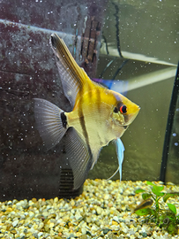 Splendido Pesce Scalare Adulto