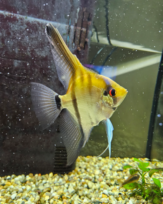 Splendido Pesce Scalare Adulto