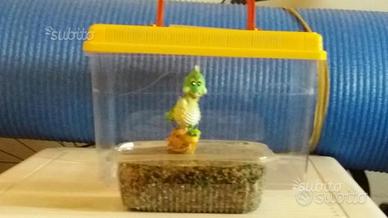 Vaschetta per pesciolini