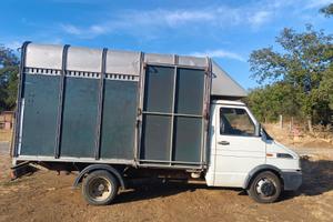 Camioncino trasporto cavalli Patente B