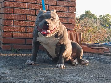 American bully