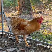 Gallo lionata Robusa