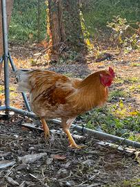 Gallo lionata Robusa