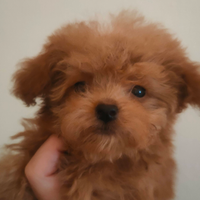 Maschietto barboncino