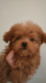 Maschietto barboncino