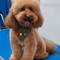 Bullo Barboncino Nano Perfetto per Riproduzione