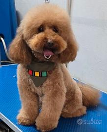 Bullo Barboncino Nano Perfetto per Riproduzione