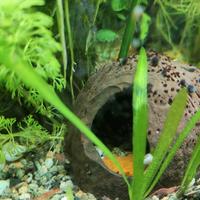 Pesci Ancistrus