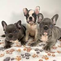 Bulldog francese